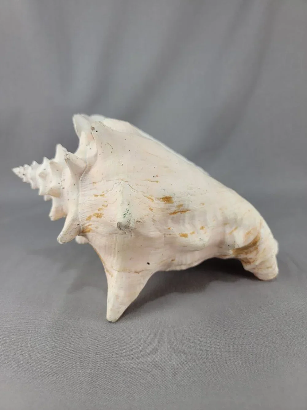 Vtg Natural Conch Seashell Shell Beach Nautical Home Decor Weathered Etched